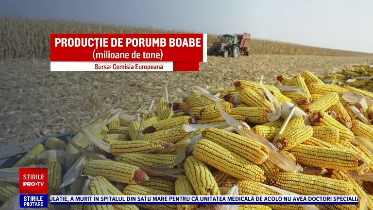 România, campioana Uniunii Europene. Recolta de porumb a crescut cu 60% față de anul trecut