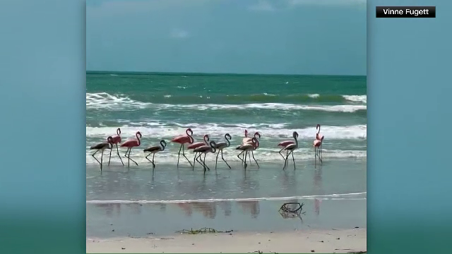 Numeroși flamingo au fost zăriți în diferite zone din SUA. Locuitorii au fost surprinși de apariția păsărilor exotice