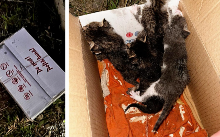 Amenda primită de un bărbat din Botoșani care a abandonat patru pui de pisică. Animalele au fost date spre adopție