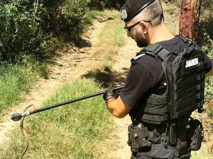 Șarpele urcat într-un copac din Drobeta Turnu Severin, dat jos de jandarmi. Oamenii au sunat speriați la 112