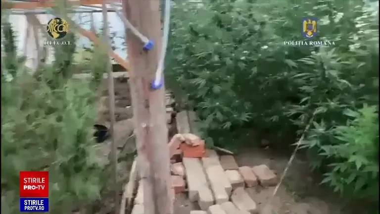 România ar putea ajunge o țară producătoare de droguri. Expert antidrog: Cererea e mare și oferta s-a adaptat