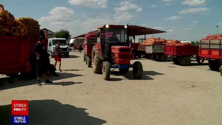 Agricultorii au nevoie de depozite pentru recolta de cartofi din acest an. În cât timp se poate strica producția de cartofi
