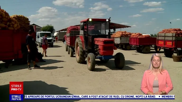 Românii pierd și când au recolte record: s-au făcut cartofii, dar nu au unde să-i depoziteze. Statul ajută doar cu promisiuni