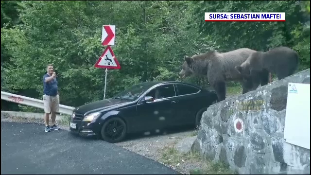 Inconștiența nu are limite. Câțiva turiști şi-au pus viața în pericol pe Transfăgărășan, pentru o poză cu urșii din zonă