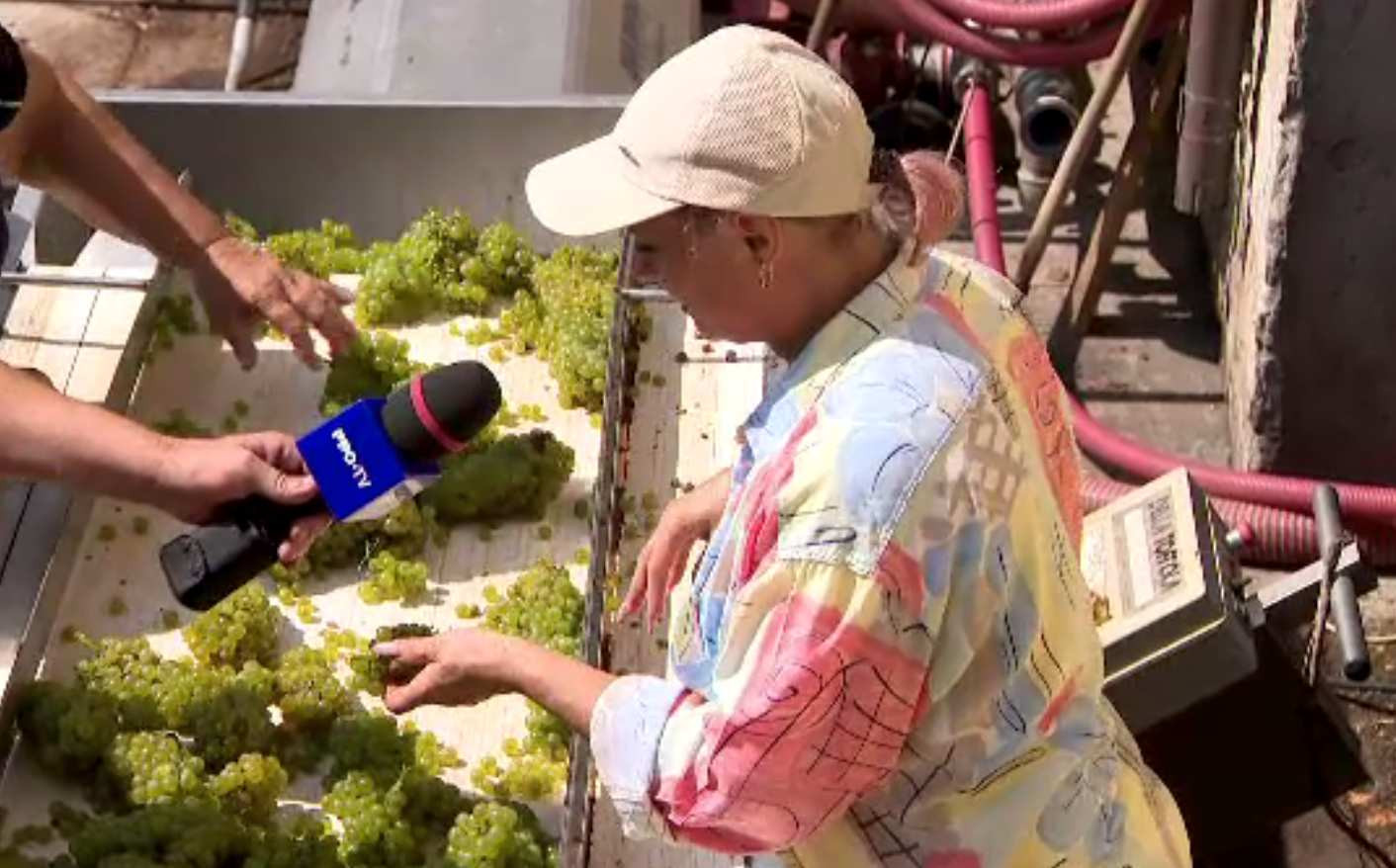 Producție mărită de vinuri seci. Cum a contribuit clima la aceste soiuri