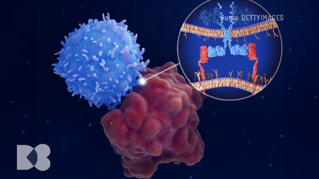 Celulele imune, numite macrofage, mențin ordinea în tot organismul uman. Cum? Aflați din emisiunea „Doctor de Bine”