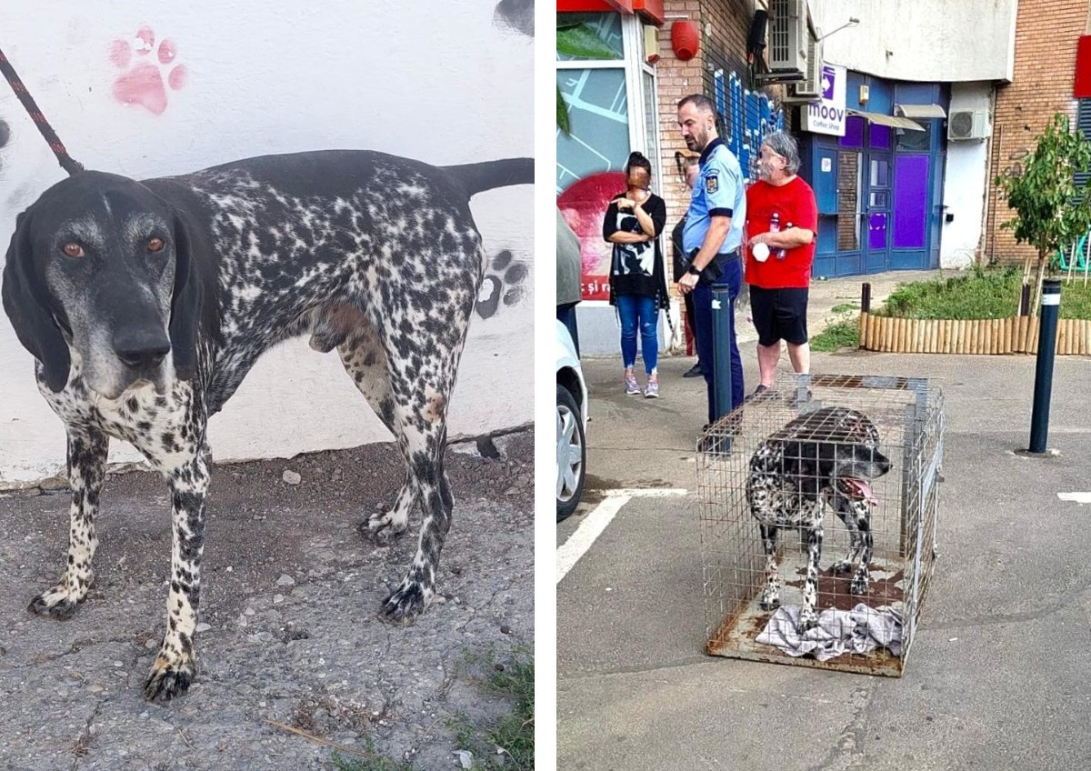 Două persoane din Bucureşti, atacate de un câine în Sectorul 6. Animalul are proprietar. Ce riscă bărbatul