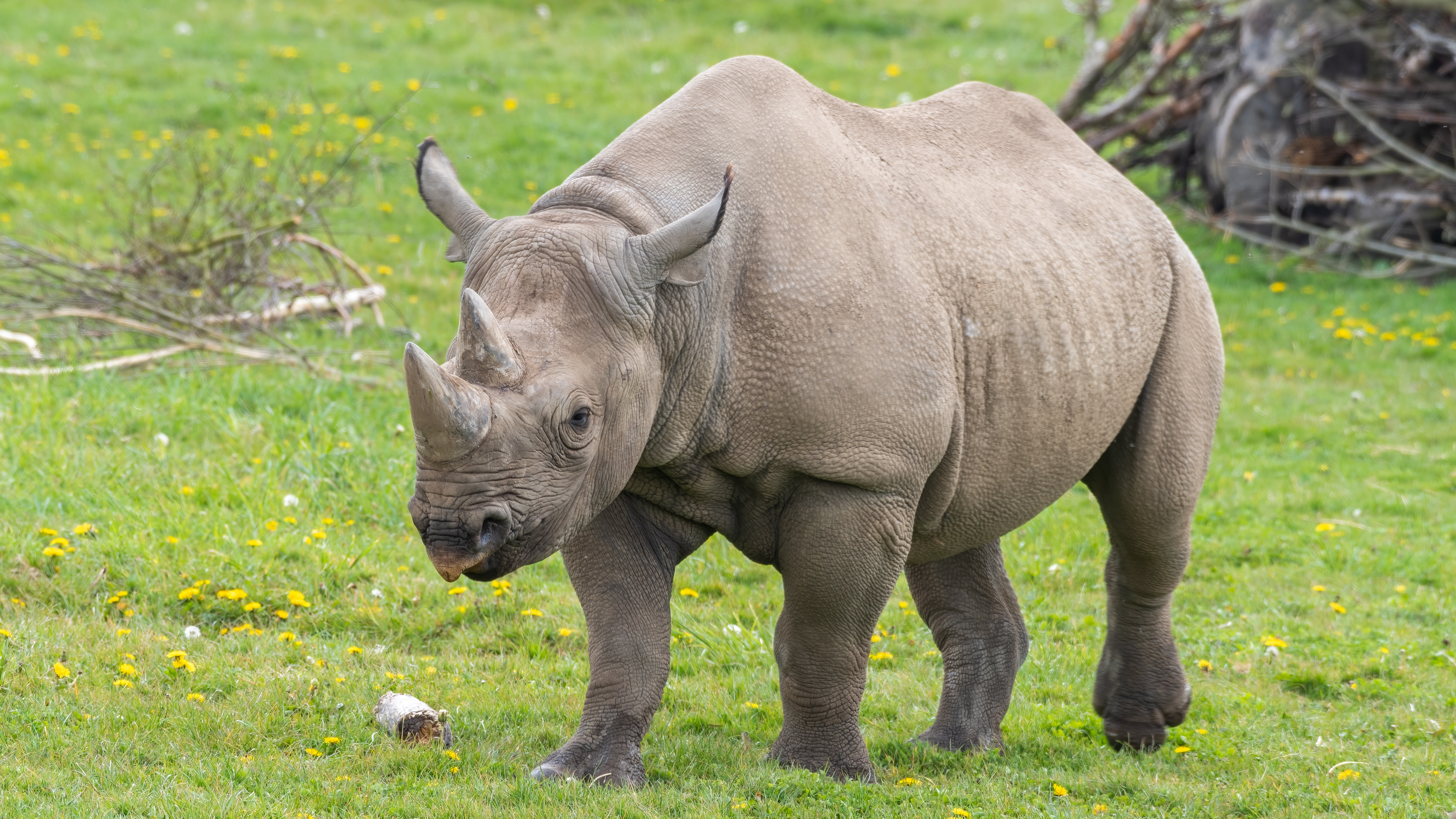 Fostul cel mai mare crescător de rinoceri, John Hume, a fost arestat în Africa de Sud. A fost acuzat de trafic cu coarne