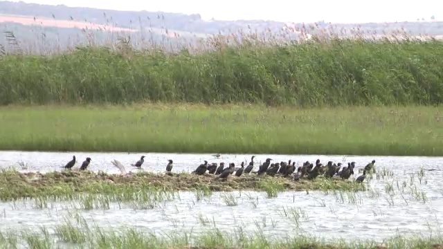 Cum au ajuns cormoranii pretext de făcut bani. Schema prin care se fac profituri substanțiale din lipsa producției de pește