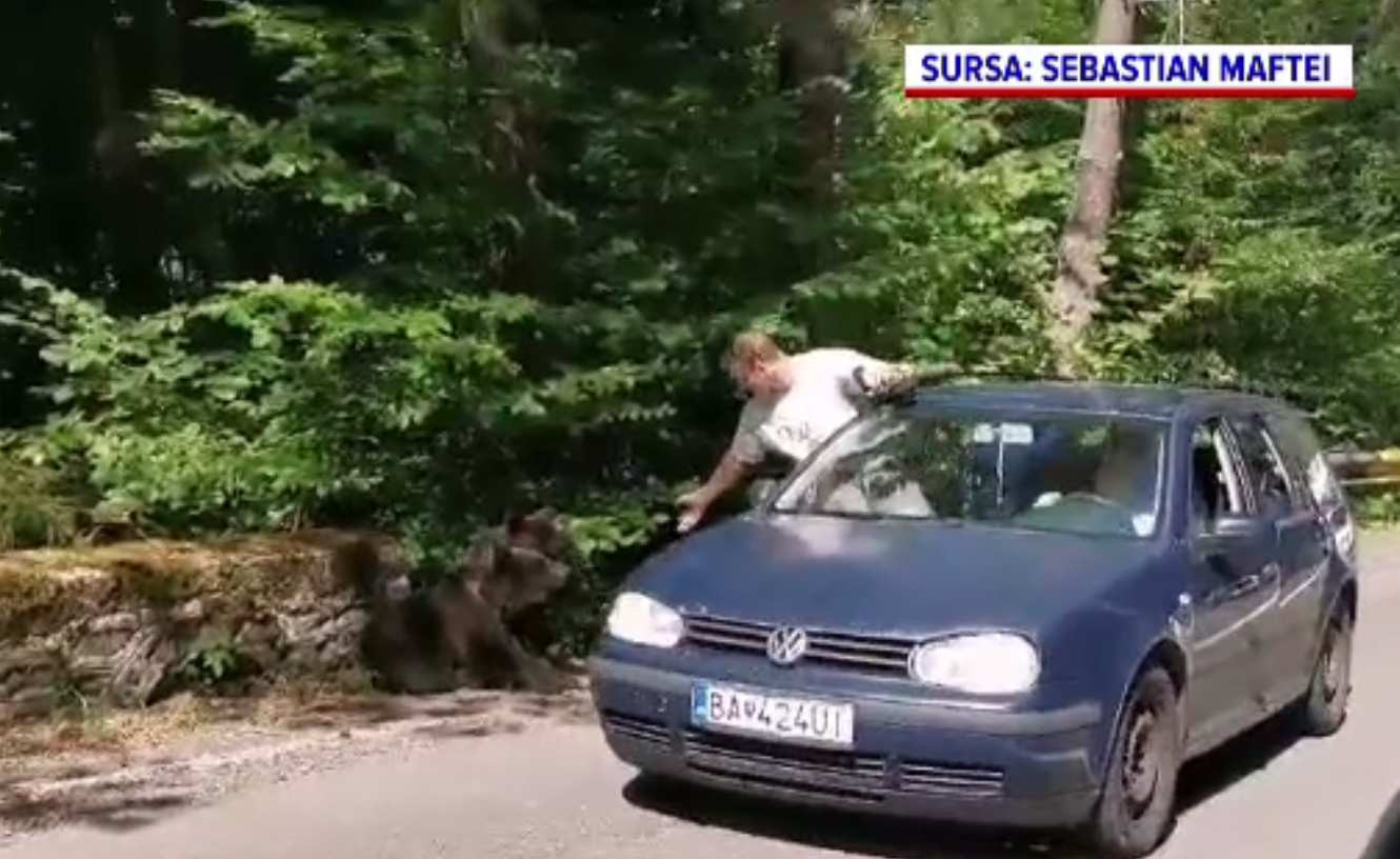 Un turist s-a aplecat pe geamul mașinii ca să smotocească ursul, pe Transfăgărășan. Ce s-a întâmplat după