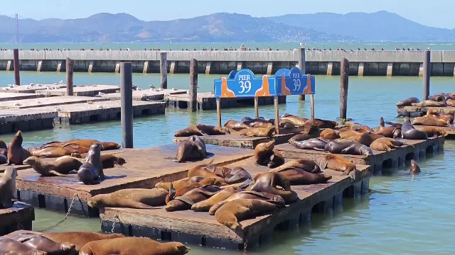 Mii de oameni se bucură de leii de mare pe coasta Pacificului. Cum au ajuns animalele în acea zonă