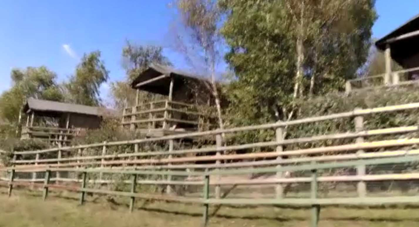 Safari la grădina zoologică. Cât costă o noapte petrecută printre sălbăticiuni