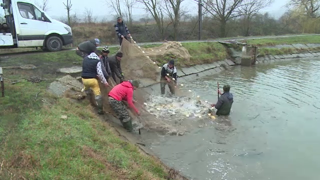 În loc de acvacultură, se face agrement. Schema prin care s-ar masca de fapt piața neagră a peștelui în România