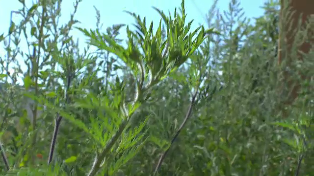 Angajații primăriilor vor putea intra și fără acceptul proprietarilor pe terenurile pe care a crescut ambrozie