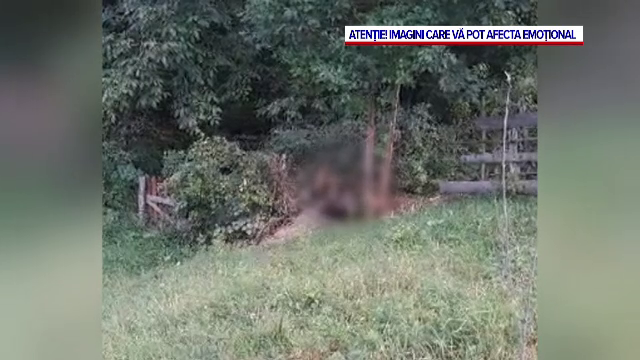 Un urs a rămas blocat într-un gard de la marginea pădurii. Ce a pățit animalul