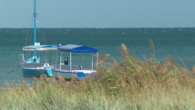 Biologii marini din Constanța au reușit să aclimatizeze în apele Mării Negre 200 de exemplare de doradă