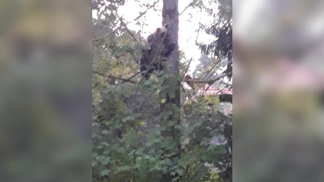 Elev de la liceul din Miercurea Ciuc, unde un urs a fost împușcat: „Nu îmi e frică. Dacă mă mănâncă, asta e”