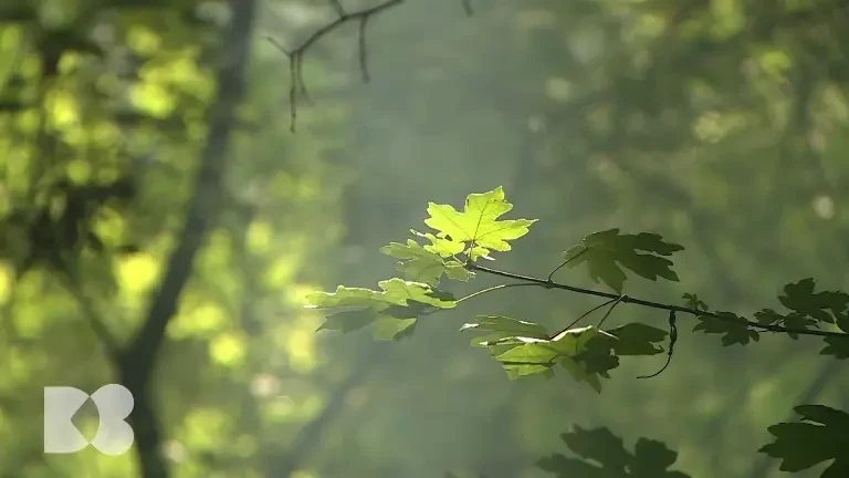 Ce este grelina și de ce sporește senzația de foame. Recomandările medicilor