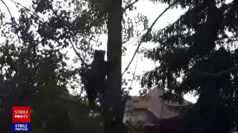 Elev de la liceul din Miercurea Ciuc, unde un urs a fost împușcat: „Nu îmi e frică. Dacă mă mănâncă, asta e”