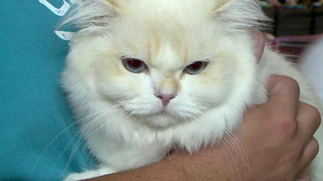 Concurs de frumusețe pentru pisici, la Iași. Un exemplar din rasa British Longhair ajunge și la 10.000 de euro