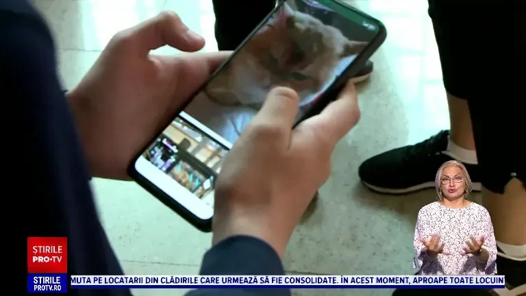 Concurs de frumusețe pentru pisici, la Iași. Un exemplar din rasa British Longhair ajunge și la 10.000 de euro