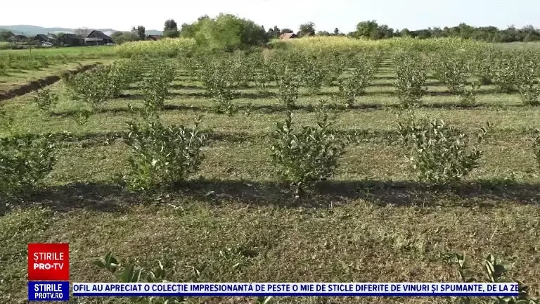 Două plante exotice au început să fie tot mai cultivate în România. Doi juriști s-au apucat de agricultură și au succes