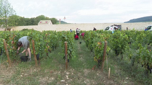 Muncitori din toată lumea culeg strugurii din Burgundia. Se așteaptă o recoltă de excepție: ”Este foarte, foarte bine”