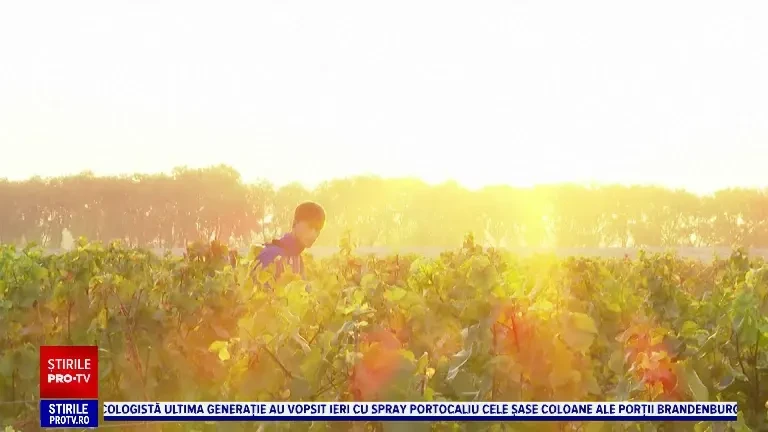 Muncitori din toată lumea culeg strugurii din Burgundia. Se așteaptă o recoltă de excepție: ”Este foarte, foarte bine”