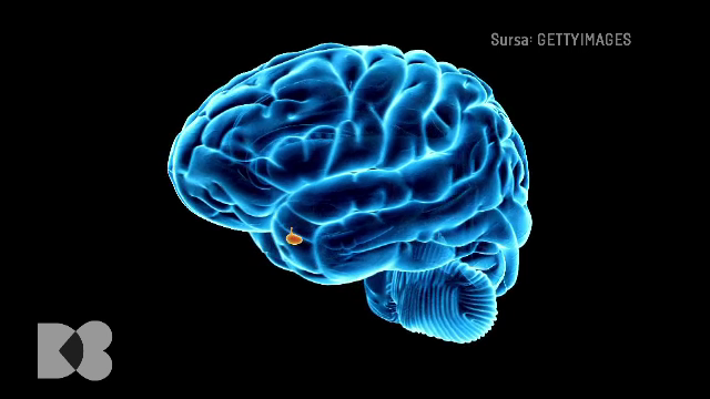Serotonina, hormonul fericirii: Care este cel mai ușor mod de a produce substanța care reglează starea de bine