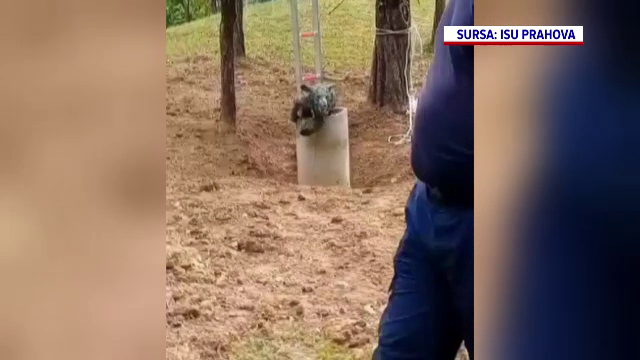 Pui de urs salvat dintr-un puț, în Prahova. Ce a făcut după ce a fost scos