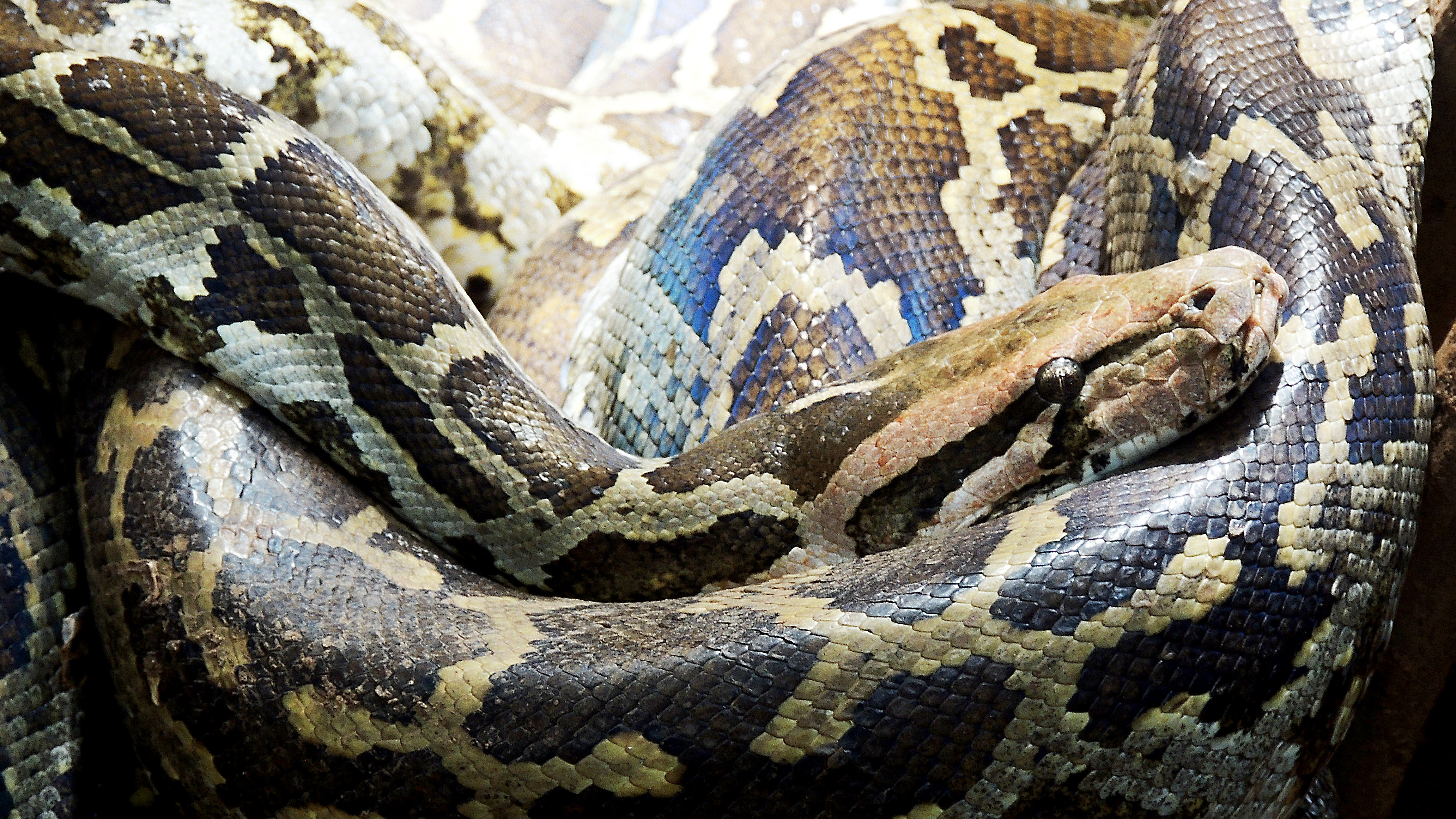 Un bărbat de 61 de ani a fost mușcat de un șarpe de trei metri care i-a intrat în casă. „Colții mi-au străpuns brațul”