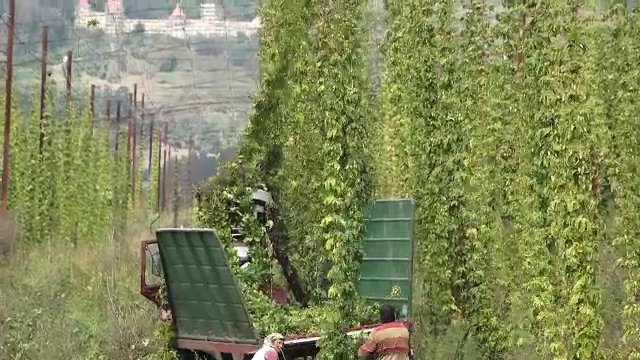 A început culesul hameiului în Mureș. În total plantăm doar 250 de hectare, de zece ori mai puțin decât capacitatea reală