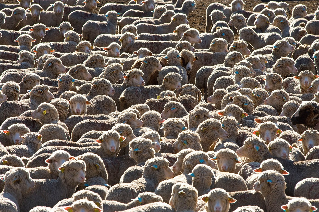 O turmă de oi a mâncat 300 de kilograme de canabis medicinal, după ce a dat iama într-o seră. "Săreau mai sus decât caprele!"