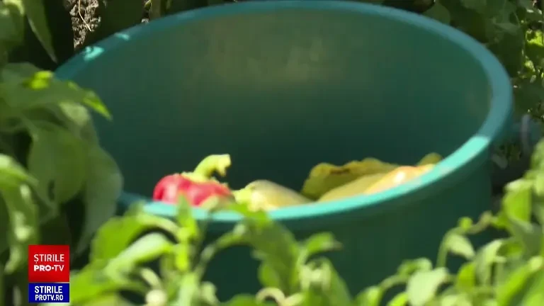 Plantele păcălite de vreme au început să rodească în septembrie. În partea de vest a țării au înflorit cireșii