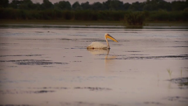 Păsările pe cale de dispariție din Delta Dunării, puse în pericol de turismul agresiv. Ce măsuri vor fi luate