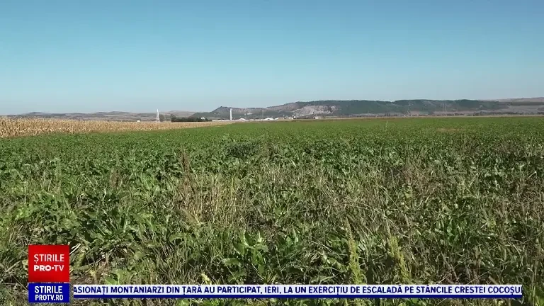 Fabrica de zahăr din Luduș se redeschide cu investitori români, în condițiile în care importăm 70% din consumul de zahăr