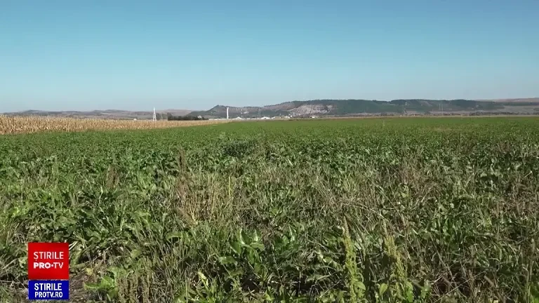 Fabrica de zahăr din Luduș se redeschide cu investitori români, în condițiile în care importăm 70% din consumul de zahăr