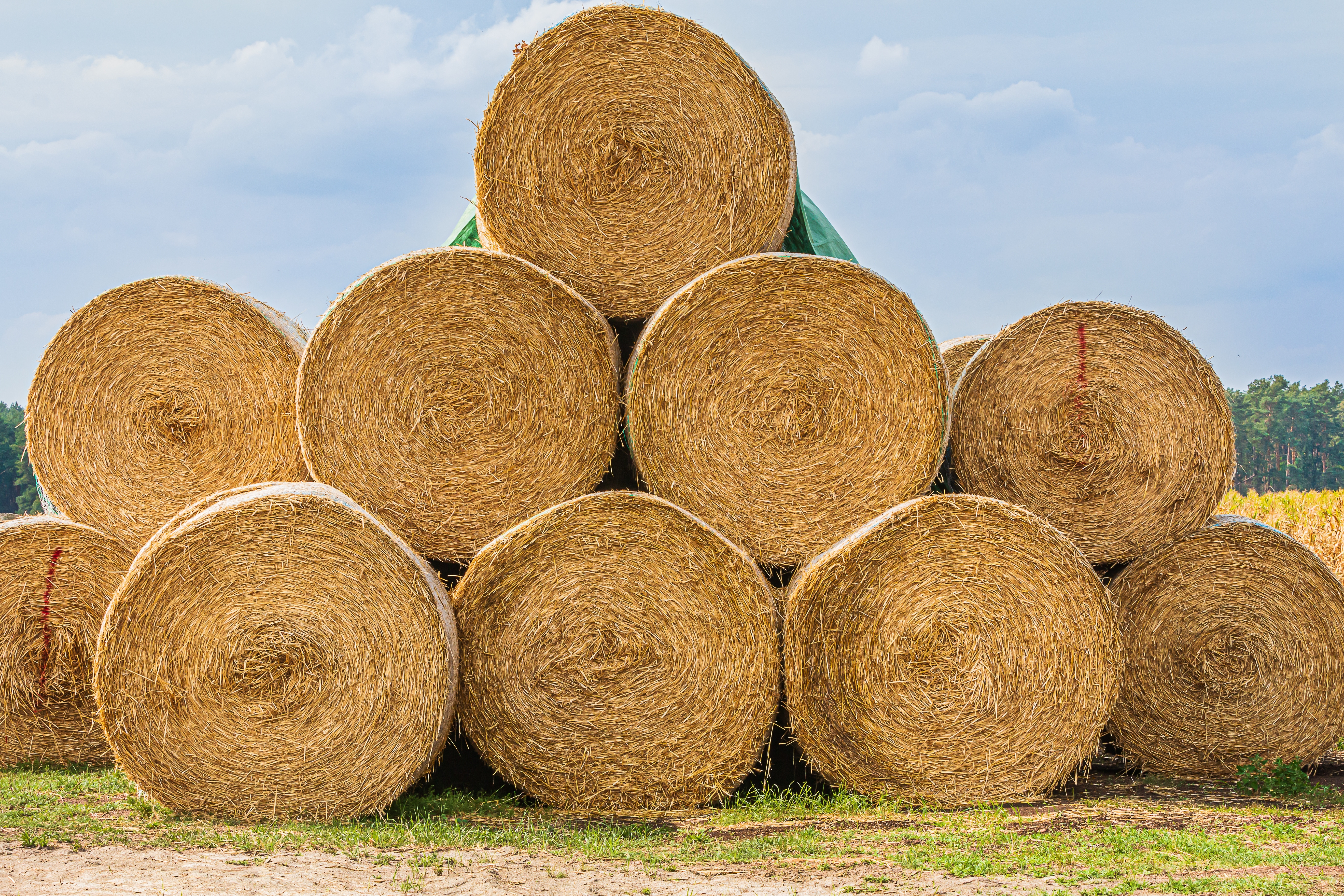 Au furat baloți de paie și au ajuns în spatele gratiilor. Mai mulți tineri agresivi au fost prinși de poliție