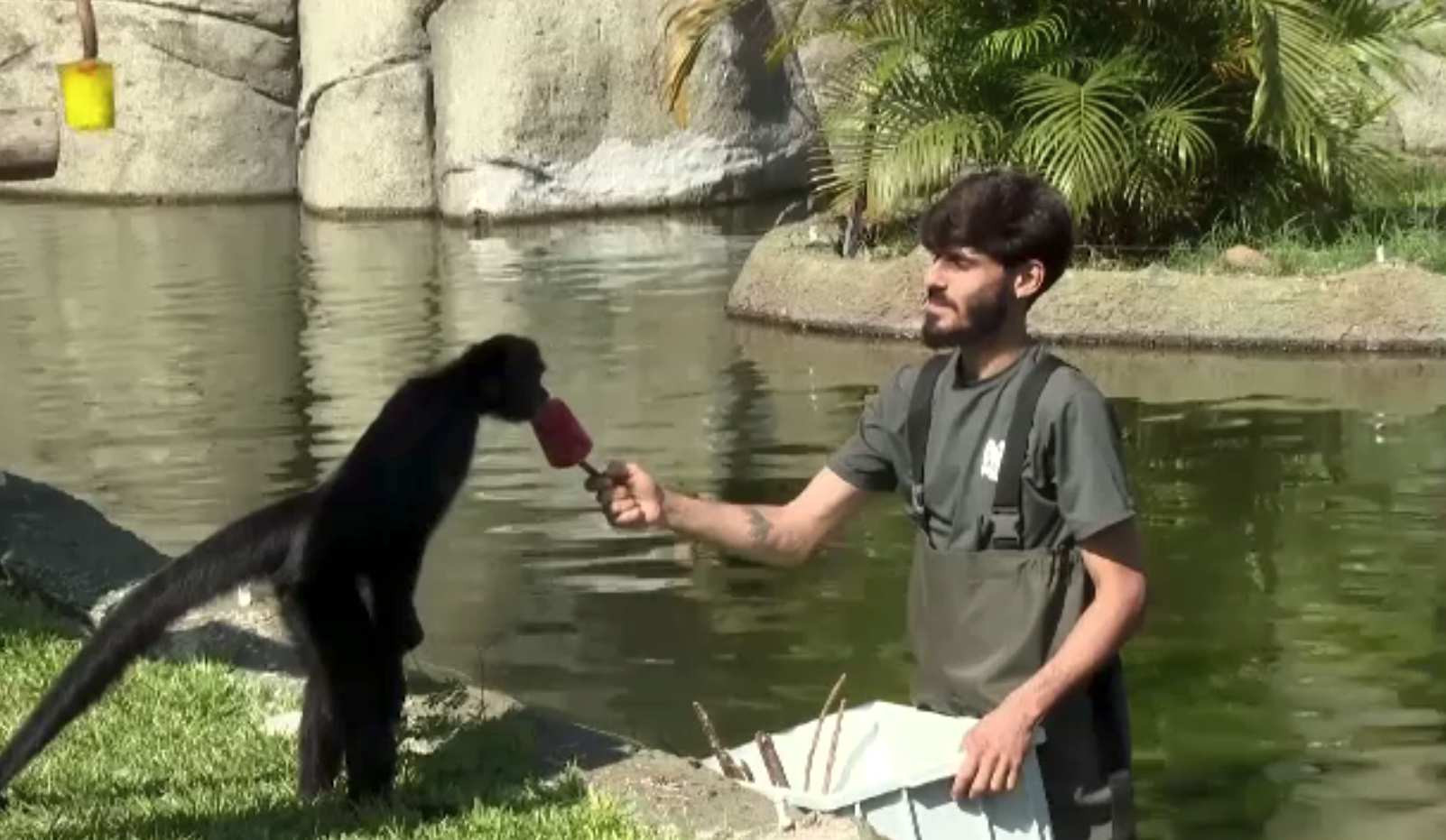 Arșița din Brazilia afectează animalele de la zoo. Au primit gustări înghețate
