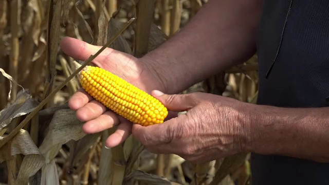 Se schimbă harta agricolă a ţării. Unde au mutat verile toride producția de porumb și de floarea-soarelui