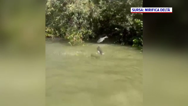Spectacol în Delta Dunării. Imagini uimitoare cu zeci de pești care sar în barca unor turiști