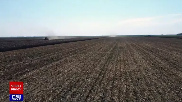Se schimbă harta agricolă a ţării. Unde au mutat verile toride producția de porumb și de floarea-soarelui