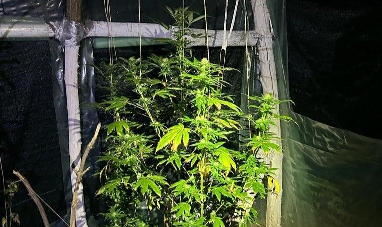 Un profesor din Bacău este cercetat pentru trafic de droguri de risc. Cultură de cannabis, descoperită într-o seră