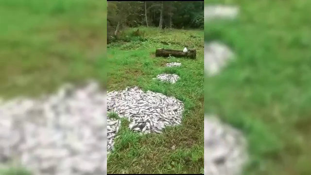 Mii de pești morți, descoperiți într-o pădure din Bistrița Năsăud. Autoritățile nu știu ce s-a întâmplat