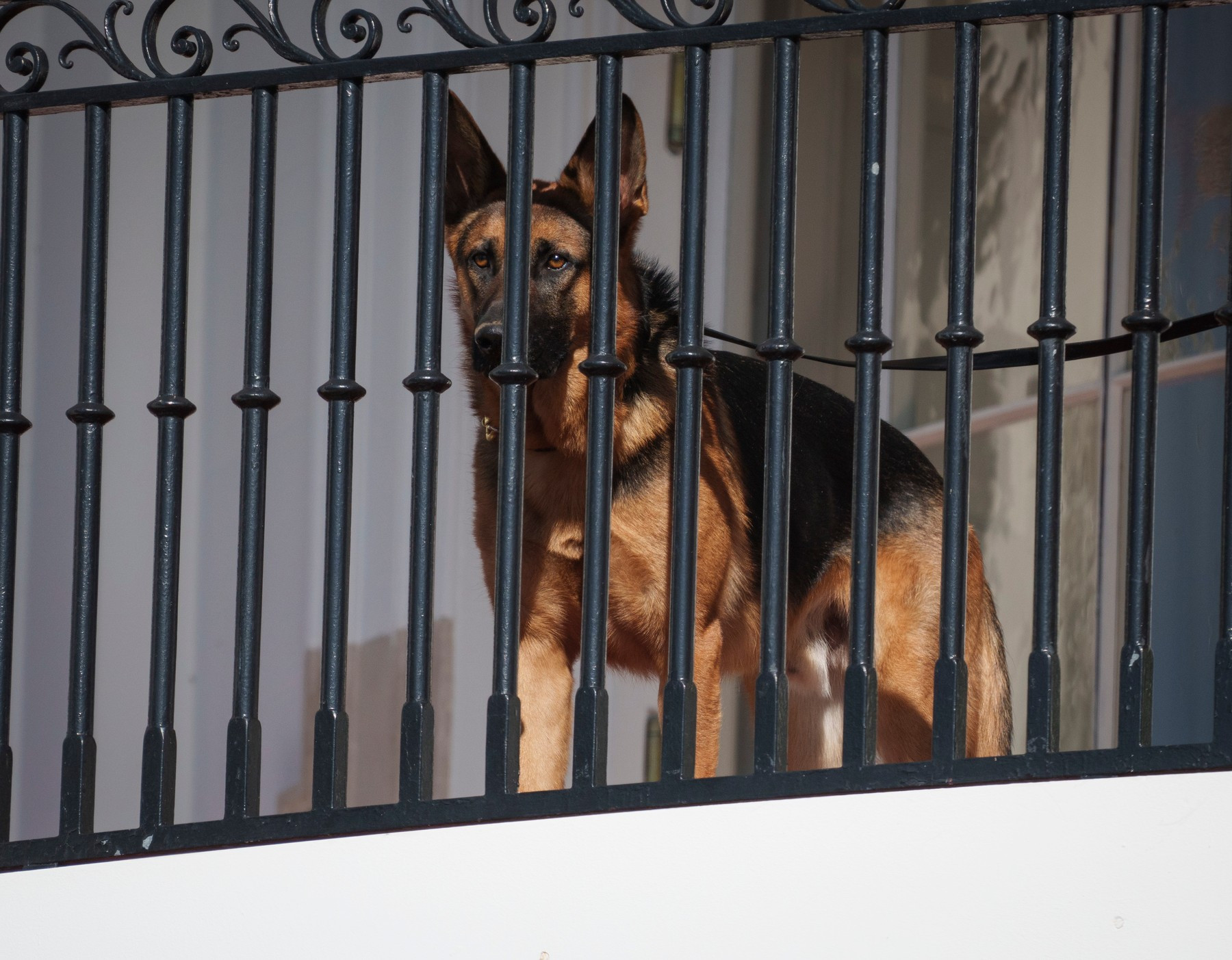 Ciobănescul german al preşedintelui Joe Biden a atacat din nou un membru al personalului Secret Service