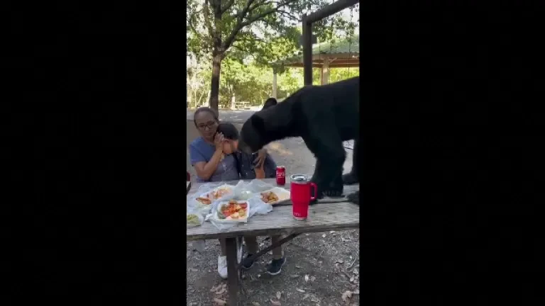 Imagini incredibile. Un urs sare pe masa de picnic a unei femei cu un copil, în Mexic, și mănâncă tot