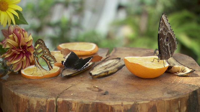 O expoziție de fluturi exotici este atracția principală de la Grădina Botanică din Cluj-Napoca. „Mi se pare wow”