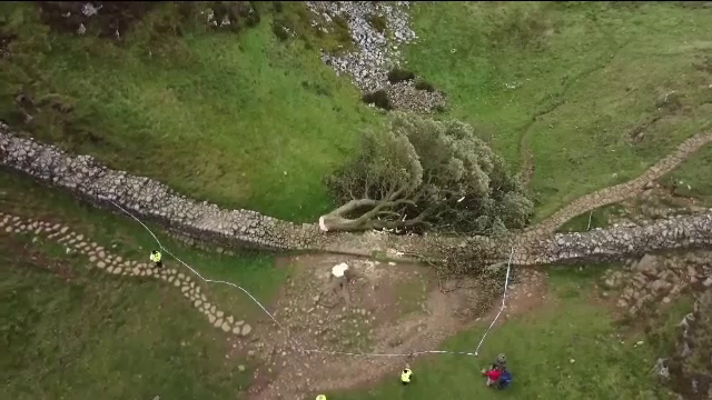 Adolescent de 16 ani, arestat după ce a tăiat un copac faimos, vechi de 200 de ani, în Marea Britanie