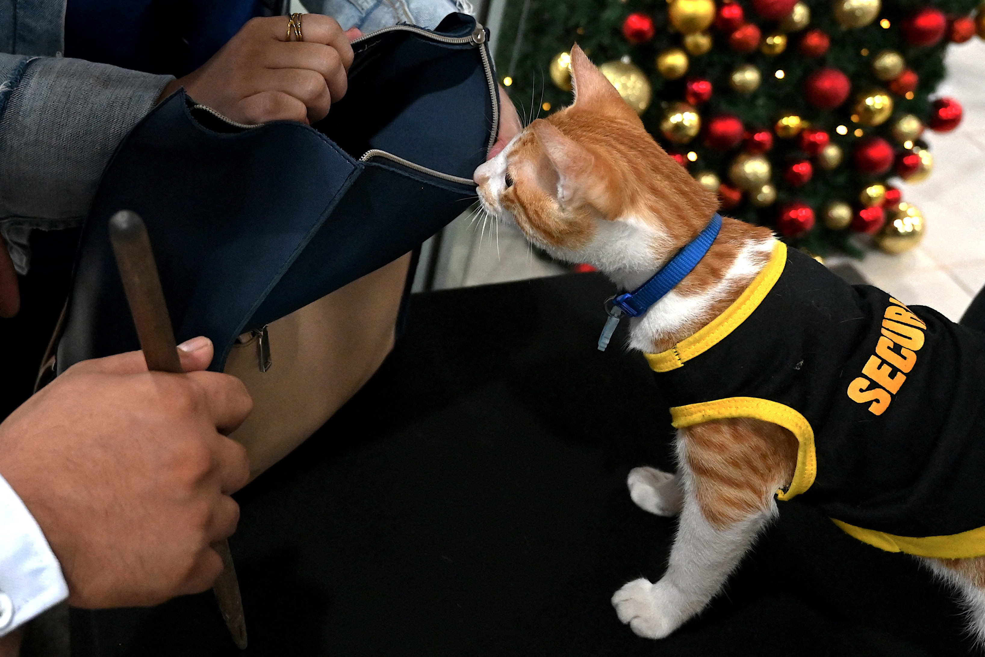 Agenţii de pază filipinezi adoptă pisici fără stăpân. „Mă ajută să scap de stres” . FOTO