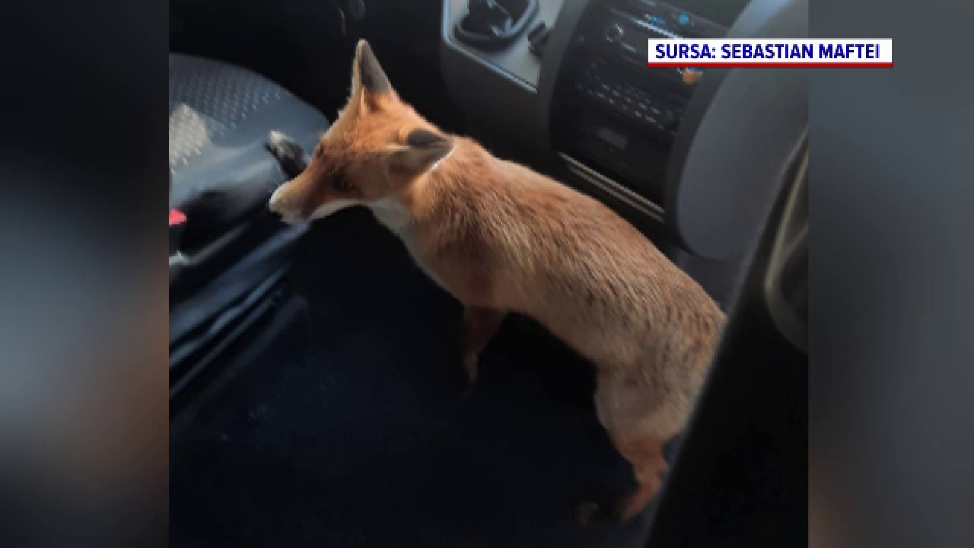 O vulpe a dat năvală într-un autocar care dusese turiști la castelul Peleș, în căutare de hrană